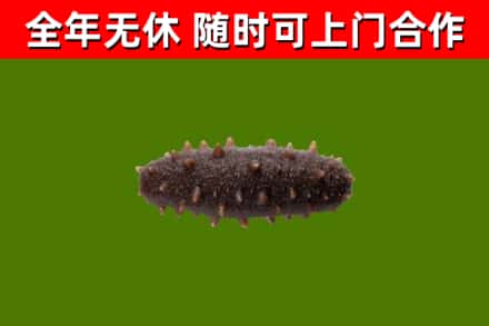 芦溪回收海参干